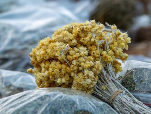 La marcela (Achyrocline satureioides)