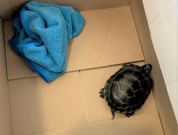 Tortuga TSA