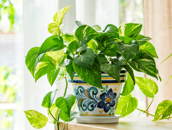 Planta