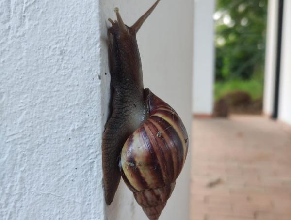 El caracol gigante africano tiene un impacto negativo a nival ambiental.
