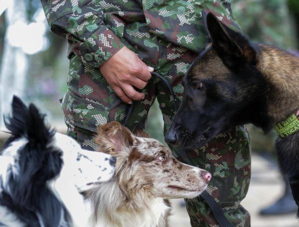 La Ley Lorenzo busca proteger a los perros utilizados en tareas de seguridad y vigilancia privadas.