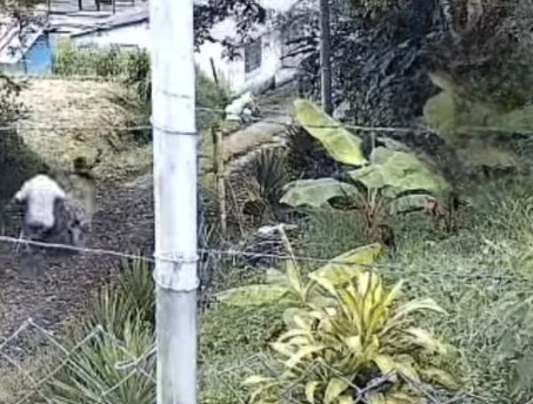 Linchado en Santa Rosa de Cabal.