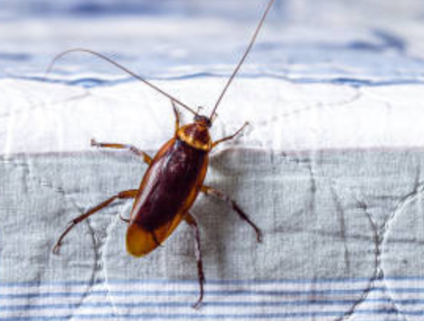 Cucaracha