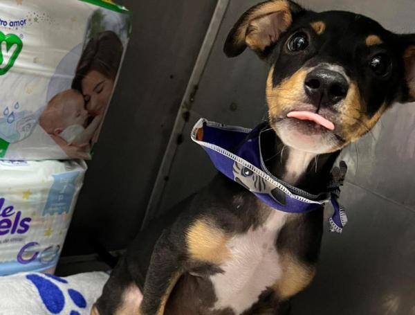 Max- perro maltratado en Villavicencio