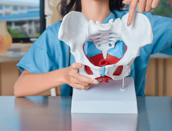La pelvis es la base del esqueleto axial (el núcleo central del sistema esquelético )