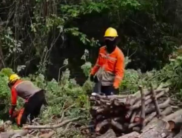 Tala indiscriminada en zona rural de Santa Marta
