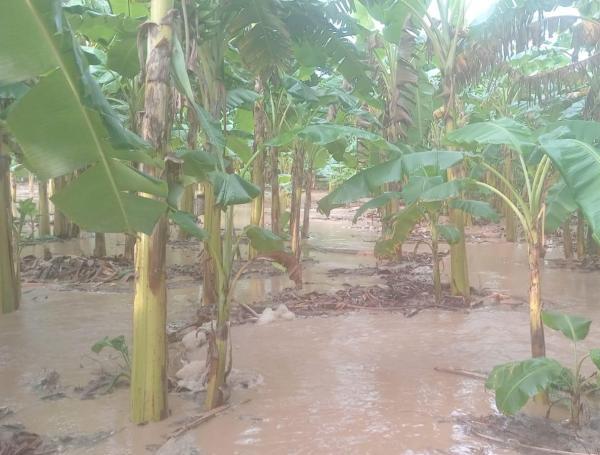 Inundaciones azotan a Casanare, Meta y Guaviare por desbordamiento del río Ariporo, tras fuertes lluvias.