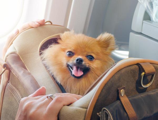 No olvide hacer más confortable el viaje para su perro.