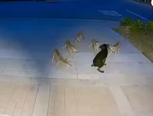 El momento cuando fue atacado por 5 coyotes.