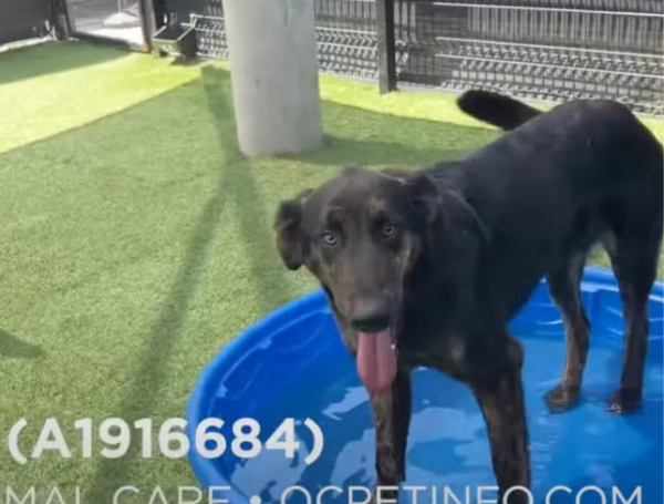 Perrito y coyotes