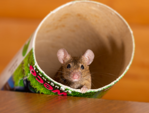 ratones