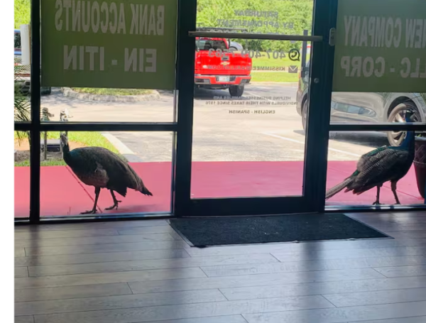En el entorno se encuentran varios animales.