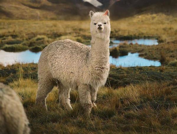 Cusco