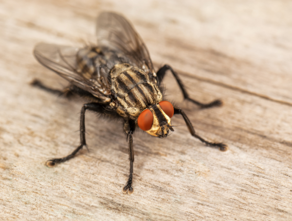 Las heridas abiertas atraen a las moscas para depositar la larva.