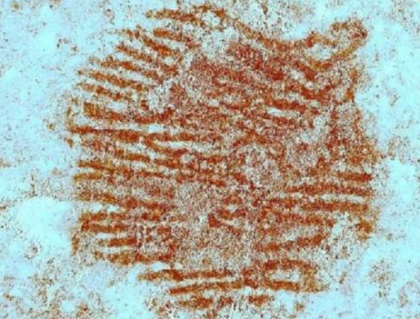 arroja luz sobre la vida de estos homínidos que desaparecieron hace unos 40.000 años.
