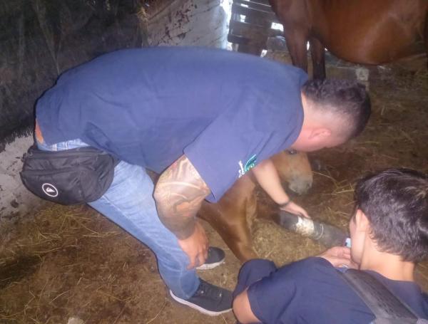 Caballo quedó gravemente herido tras ser atropellado por un motociclista en Ibagué