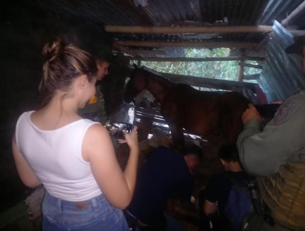 Caballo quedó gravemente herido tras ser atropellado por un motociclista en Ibagué