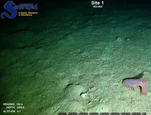 Imágenes de especies avistadas en el DNMI Colinas y Lomas submarinas de la Cuenca Pacifico Norte.