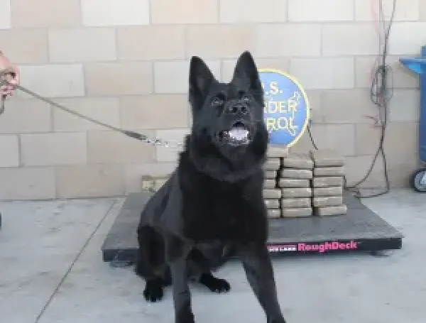 Los agentes de CBP, con ayuda canina, ubicaron 31 paquetes de cocaína