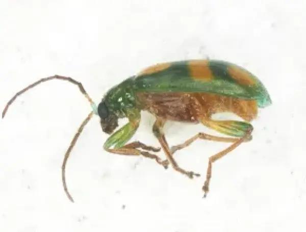 Ejemplar de Diabrotica sexmaculata Baly