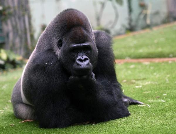 Sexo oral: Dos gorilas protagonizan escena en un zoológico