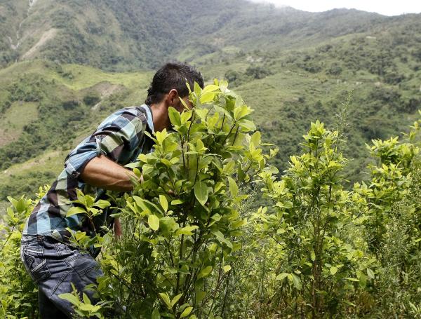 La producción potencial de cocaína en Colombia se disparó un 31,8 por ciento a 910 toneladas métricas en el 2016.