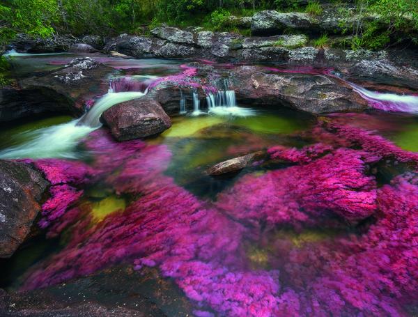 Las algas de colores de Caño Cristales, en el parque La Macarena.