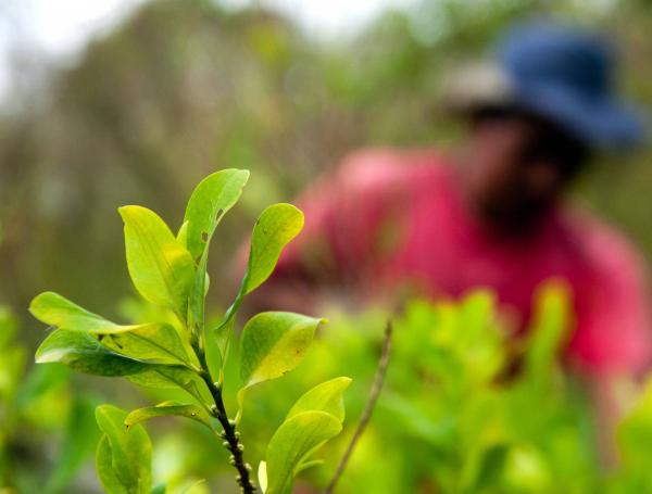 El cultivo de coca, la planta utilizada para producir cocaína, se redujo por área en Colombia por primera vez desde 2012, aunque sigue siendo extenso, dijeron las autoridades estadounidenses el 26 de junio de 2019.