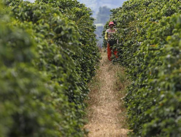 De los miles de beneficiados con el proyecto, el 30 por ciento son pequeños productores.