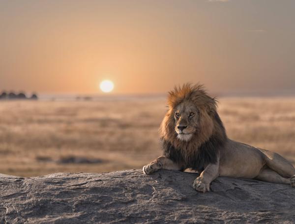 En los últimos 200 años los 
leones han disminuido en un 90 % y hoy solo viven en pequeñas poblaciones aisladas,