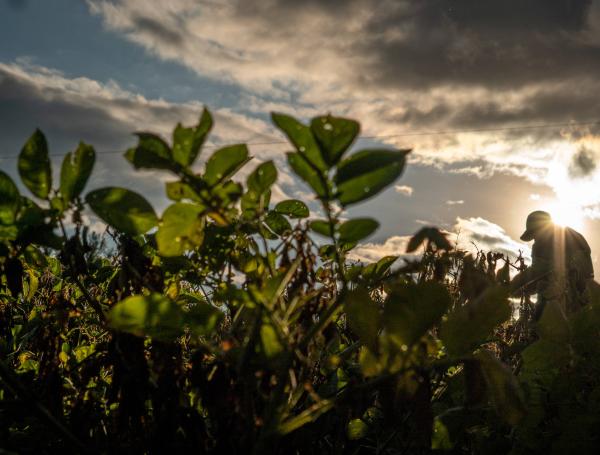 Tolima: campesinos temen sequías por el fenómeno de El Niño