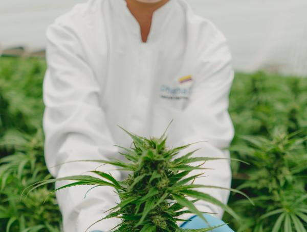 Cannabis medicinal.