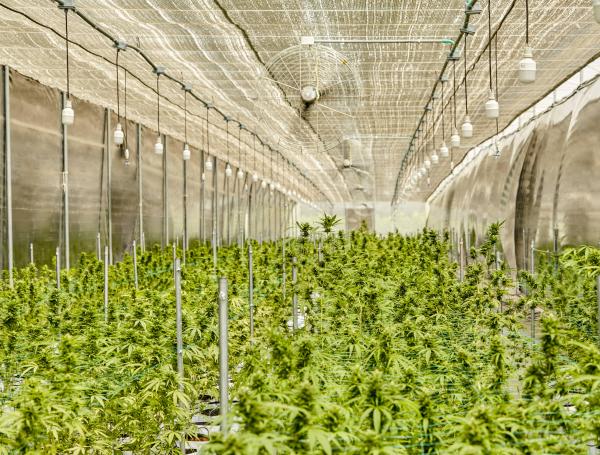 Plantaciones de cannabis medicinal.