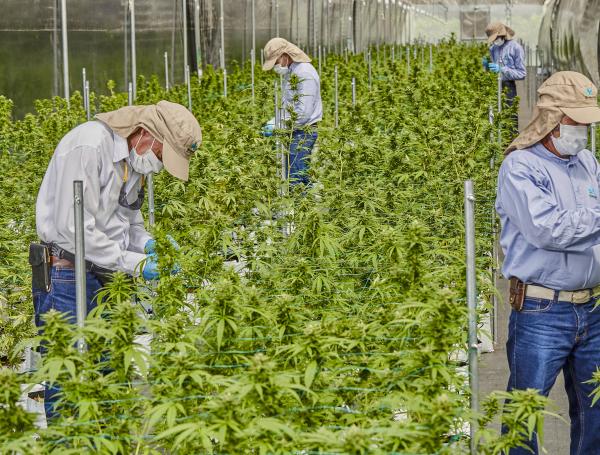 Cannabis medicinal.