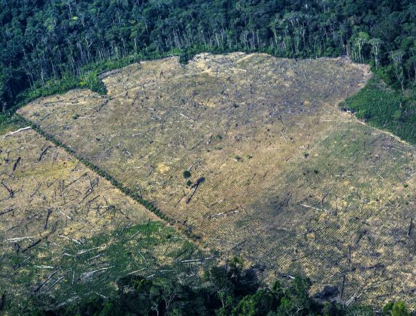Los grupos armados ilegales han usado por años al pueblo nukak makú para la recolección de la hoja de coca. También han sido víctima de reclutamiento y abusos sexuales.