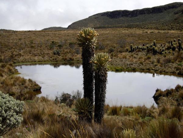 Parque Natural los Nevados