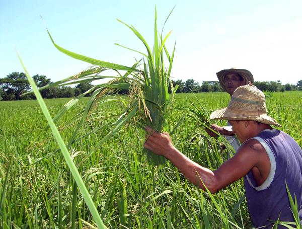 Los productores nacionales tienen 87.000 hectáreas para sembrar la cantidad de arroz que se importa, señala Dignidad Arrocera.