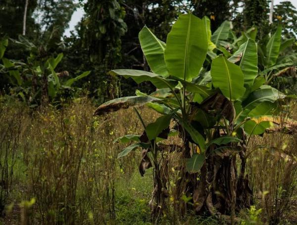 Para expertos en el tema, el éxito de la sustitución voluntaria depende de unos proyectos sostenibles a largo plazo, que no solo reemplacen al cultivo ilegal con uno legal, sino que de a los campesinos otras ventajas de la legalidad como acceso a créditos, entre otros.