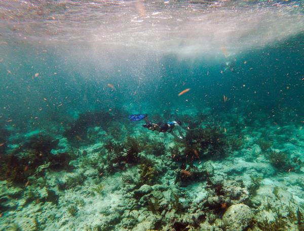 Los corales muertos se encuentran en el fondo del océano en el Estrecho de Florida, cerca de Cayo Largo, Florida.