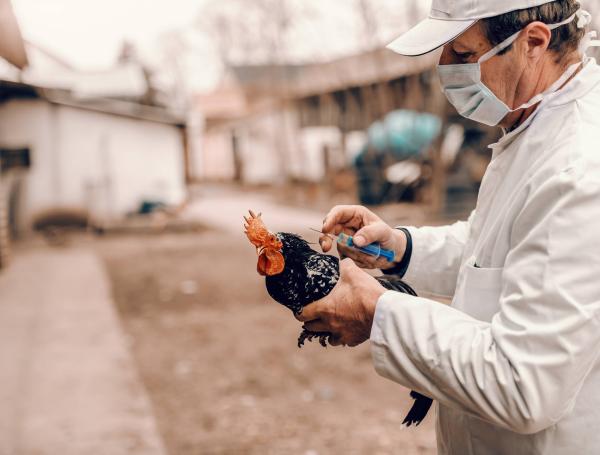 Algunos países de Europa han decretado confinar a aves de corral que puedan correr riesgo de contagio.