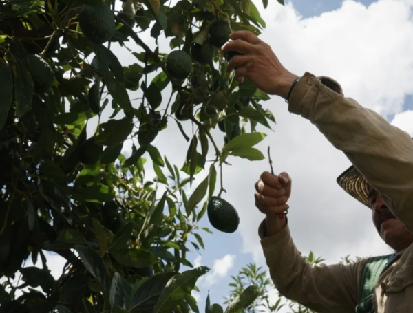 En Corpoica trabajan, además, para contrarrestar placas en cultivos de aguacate Hass.