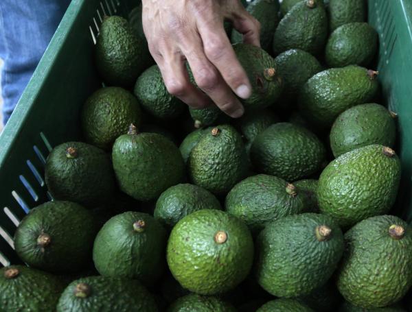 Los aguacates contienen grandes cantidades de grasas monoinsaturadas saludables.