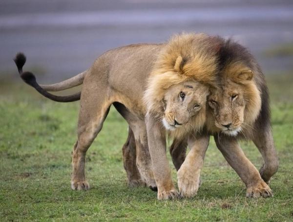 La familia de leones tuvo que ser reubicada.