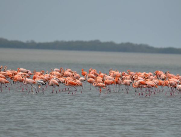 Los flamencos son aves filtradoras y le deben su color rosado a la artemia salina, un crustáceo que solo habita en aguas muy saladas.