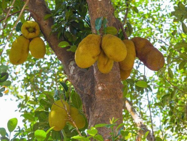 Las frutas, las hojas y las cortezas del árbol de yaca son muy utilizadas por sus propiedades medicinales.