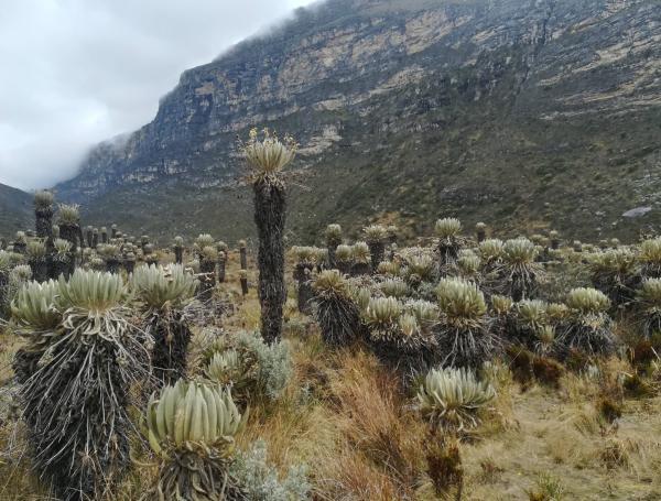 Los paisajes que se aprecian en el Nevado del Cocuy son impactantes.