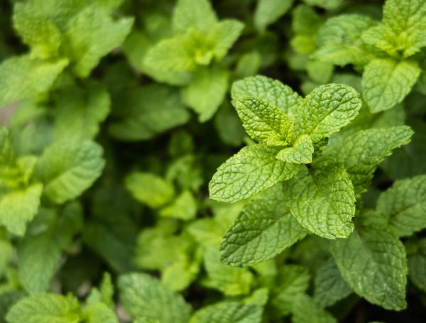 Menta