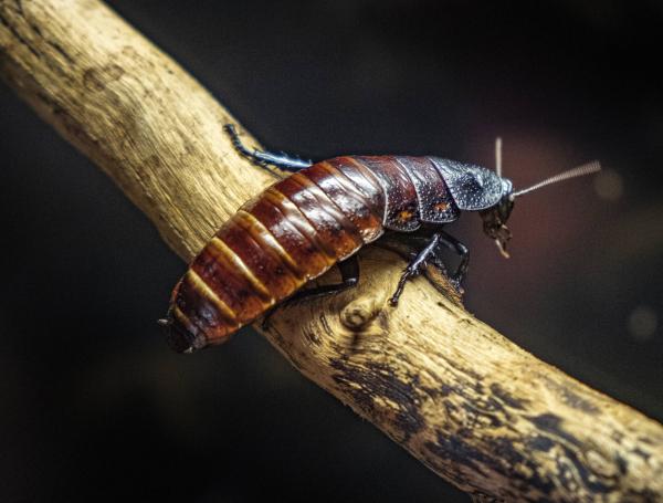 El 14 de febrero podrá disfrutar comprar una cucaracha y bautizarla con el nombre de una persona no grata