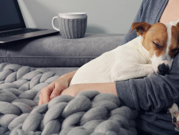 Los perros tienden a desarrollar lazos muy fuertes con sus dueños.