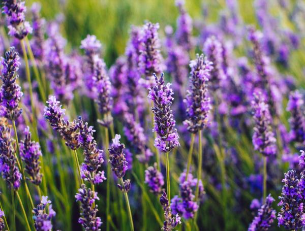 Un perfecto aroma para relajarse.